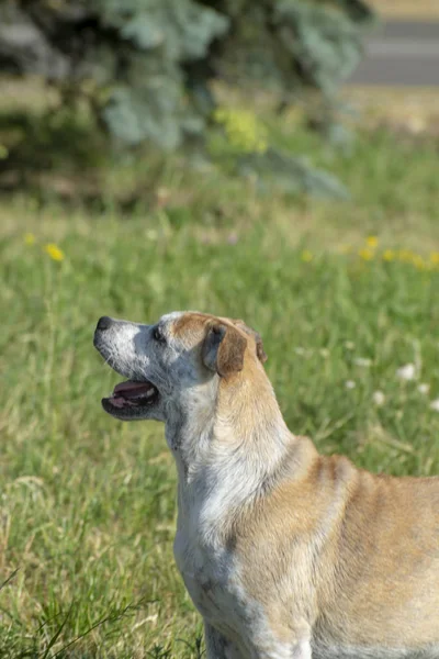parkta yeşil çim üzerinde oynayan altın ve beyaz köpek