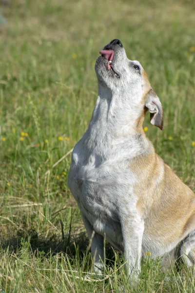 Parktaki yeşil çimlerde oynayan sarı ve beyaz köpek.