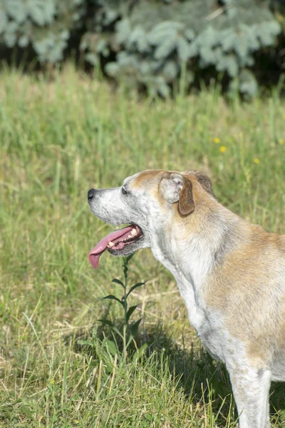 parkta yeşil çim üzerinde oynayan altın ve beyaz köpek