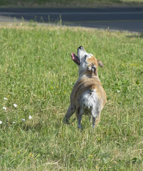 Золотий Собака Грає Зеленій Траві Парку — стокове фото