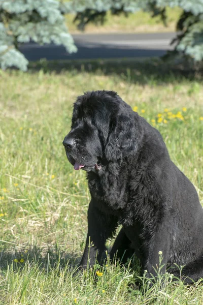 Black newfoundland dog sitting on green grass on a sunny day