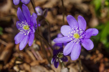 Bahar çiçekleri menekşe ormanda