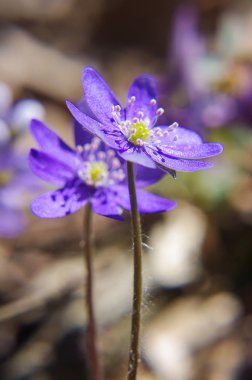 Ormanda ilkbahar çiçekleri menekşe