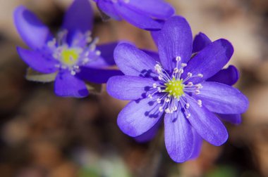 Bahar çiçekleri menekşe ormanda