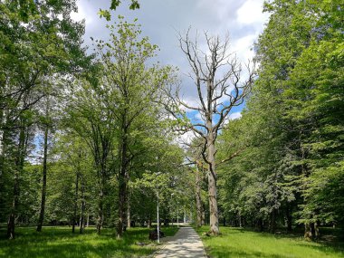 Kauno azuolynas (Kaunas meşe ahşap) güzel eski ağaçlar arasında yol