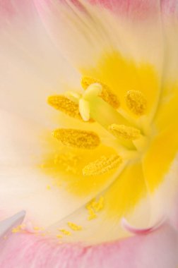 Makro yakın çekim Pembe Lale pistil