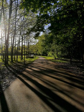Kaunas meşe ahşap park yaz adlı uzun gölgelerde ağaç akşam gün batımı sırasında