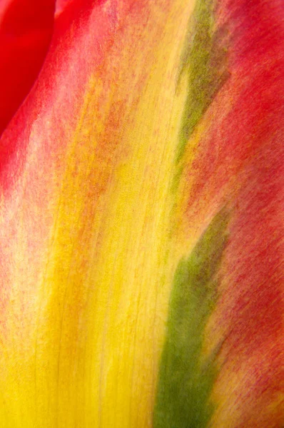 Makro Nahaufnahme Eines Natürlichen Mehrfarbigen Tulpenblütenblattes Gelb Rot Grün — Stockfoto