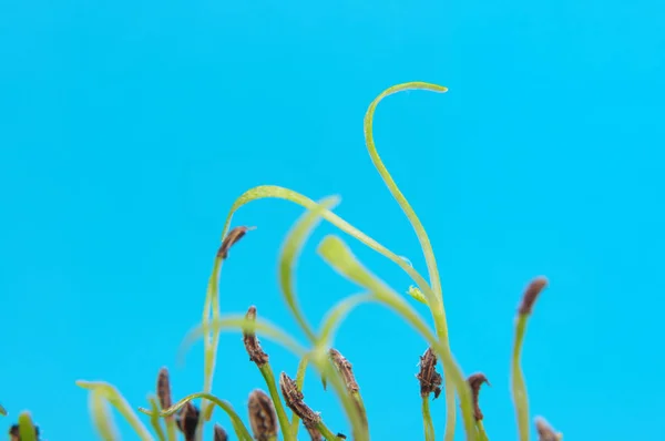 Lot Tiny Sprouts Spring Blue Background — Stock Photo, Image
