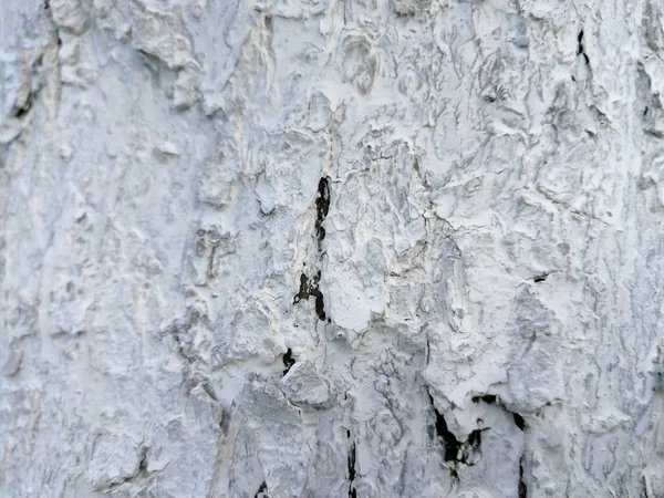 Whitewash Apple Tree Bark Lot Cracks Preparation Spring Gardening — Stock Photo, Image