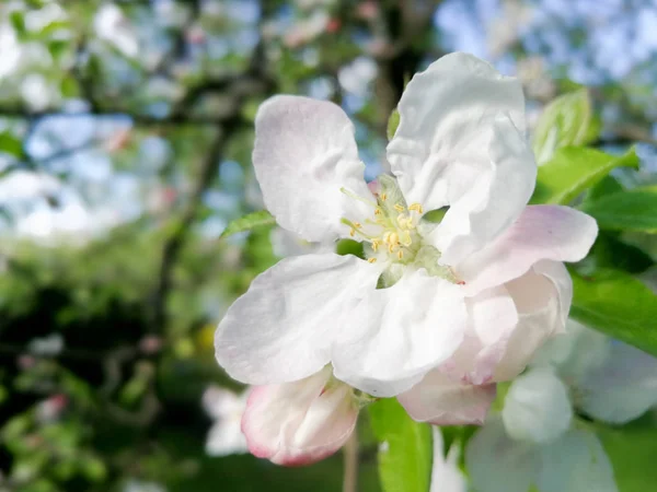 Nahaufnahme Der Apfelbaumblüte Vor Grünen Blättern — Stockfoto