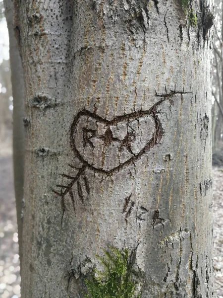 Forme Coeur Avec Flèche Gravée Longtemps Dans Écorce Arbre — Photo