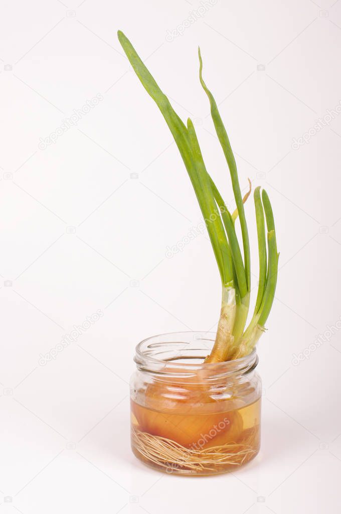 Onion growing in the jar isolated on the white background