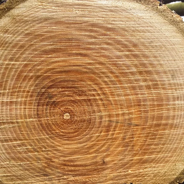 Textura Madera Del Tronco Del Árbol Cortado Primer Plano — Foto de Stock