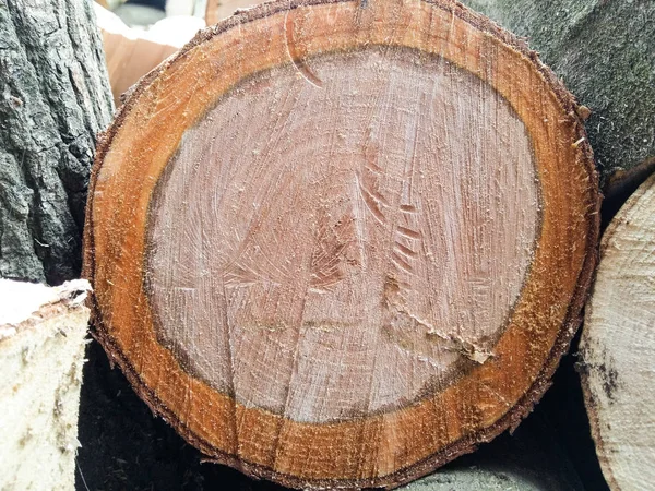 Textura Madera Cortada Roble Con Anillos Naranjas — Foto de Stock