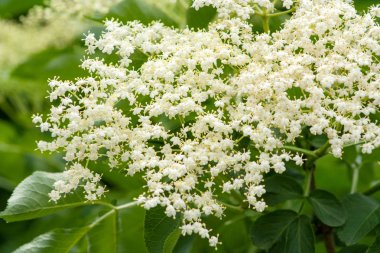 Mürver ağacı üzerinde beyaz çiçekler