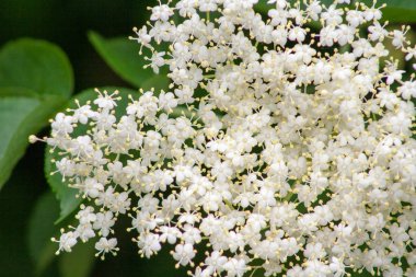 Mürver ağacı üzerinde beyaz çiçekler