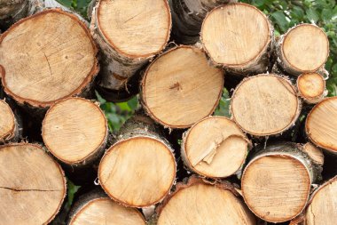 metre huş ağacı aldım. Yığılmış ağaç arka plan şekillendirme