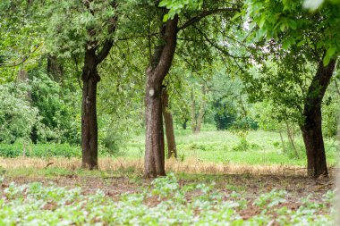 Güneşli günlerde parkların ağaçları