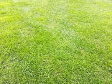 Taze yeşil çimen arka planı