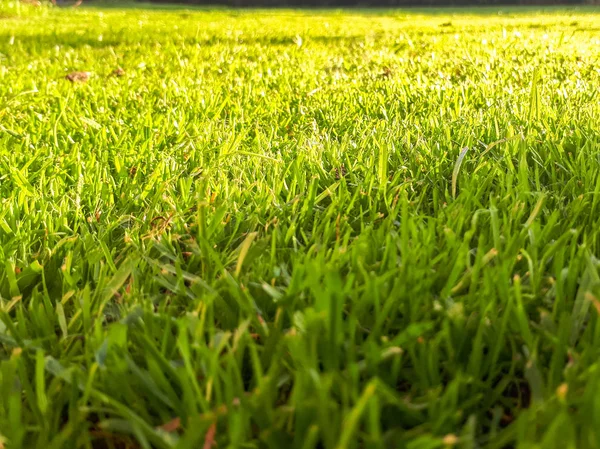 Makro Taze Yeşil Çimen — Stok fotoğraf