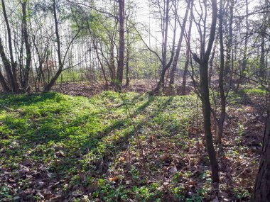 Bahar orman manzara arka plan