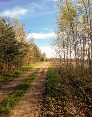 Orman, mavi gökyüzü ve yeşil ciğeri yolda