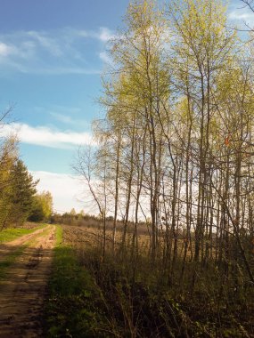 Orman, mavi gökyüzü ve yeşil ciğeri yolda