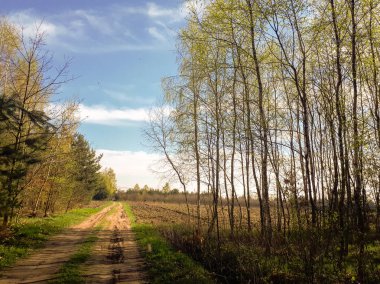 Orman, mavi gökyüzü ve yeşil ciğeri yolda