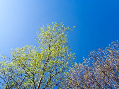 ormandaki - taç yaprakları gökyüzü