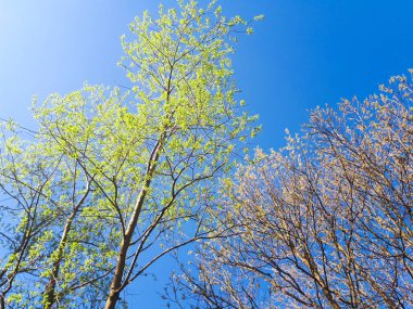 ormandaki - taç yaprakları gökyüzü