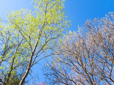 ormandaki - taç yaprakları gökyüzü