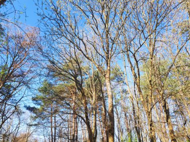 ormandaki - taç yaprakları gökyüzü