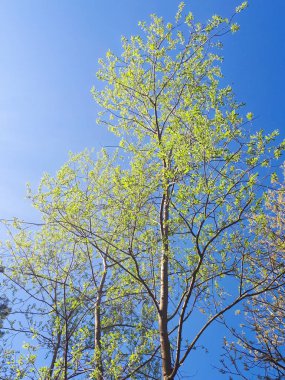 ormandaki - taç yaprakları gökyüzü