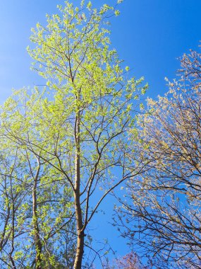 ormandaki - taç yaprakları gökyüzü