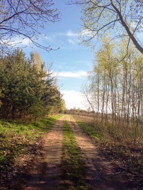Orman, mavi gökyüzü ve yeşil ciğeri yolda
