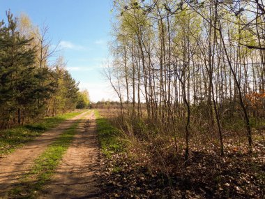 Orman, mavi gökyüzü ve yeşil ciğeri yolda