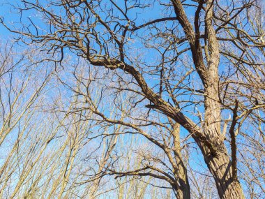 Bahar orman manzara arka plan