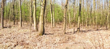 Bahar orman manzara arka plan