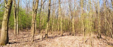 Bahar orman manzara arka plan