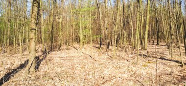 Bahar orman manzara arka plan