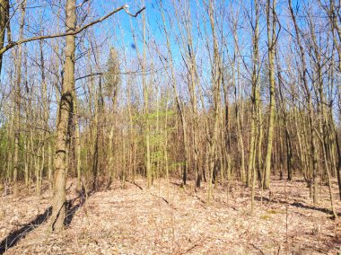 Bahar orman manzara arka plan