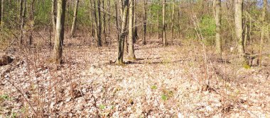 Bahar orman manzara arka plan