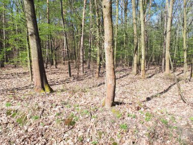 Bahar orman manzara arka plan