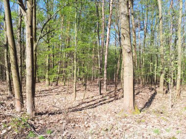 Bahar orman manzara arka plan