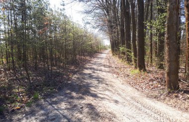 Orman, mavi gökyüzü ve yeşil ciğeri yolda