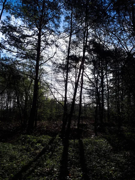 Primavera Foresta Paesaggio Sfondo — Foto Stock