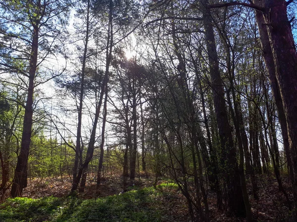 Wiosenny Las Krajobraz Tła — Zdjęcie stockowe
