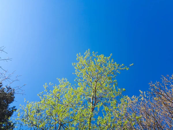 Los Árboles Bosque Corona Hojas Contra Cielo — Foto de Stock