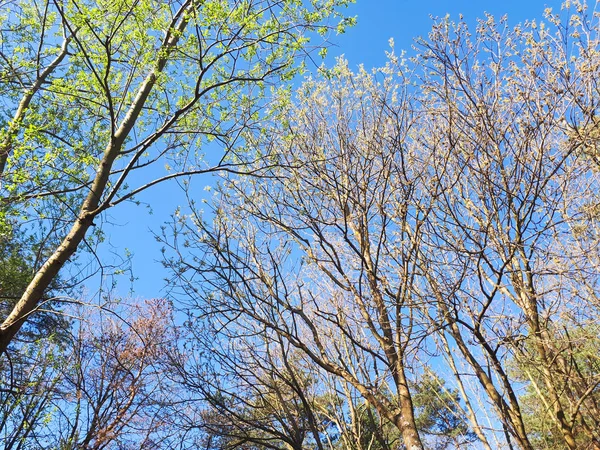 Árvores Floresta Coroa Folhas Contra Céu — Fotografia de Stock